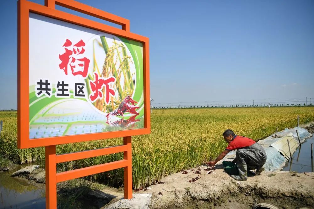 915盐碱地6.jpeg